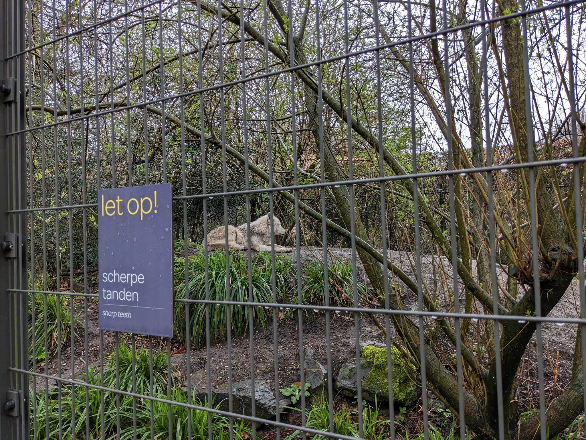 Let op 是荷蘭文「注意」的意思。標示非常簡約,下面只用荷蘭文和英文寫著「尖銳的牙齒」。